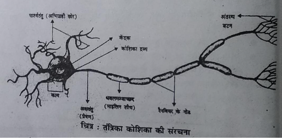 Bihar Board Class 11th Notes Psychology Chapter 3 Sabdekho