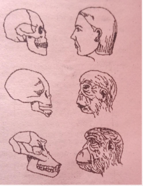 Bihar Board 12 Biology Solutions व क स Sabdekho